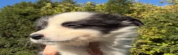 Border Collie dogs for sale: Freyasway Border Collie Puppies - Advert 4