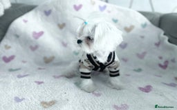 Maltese dogs for sale: 🩵Most Beautiful Full Korean Maltese 🩵 - Image 2