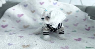 Maltese dogs - Advert 8