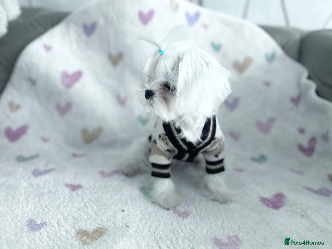 Maltese dogs for sale: 🩵Most Beautiful Full Korean Maltese 🩵 - Image 2