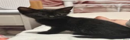 Domestic Shorthair cats for sale: black kittens - Advert 2