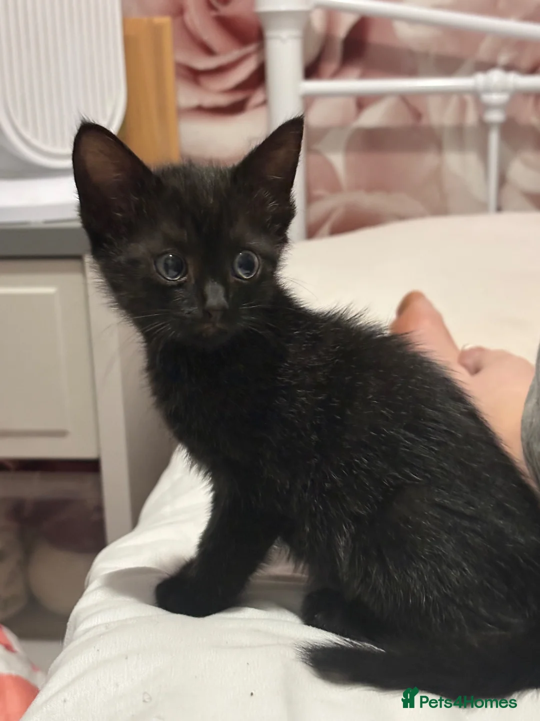 Domestic Shorthair cats for sale: black kittens - Advert 2