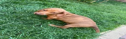 Dachshund dogs for sale: Lovely dachshunds!!! - Advert 10