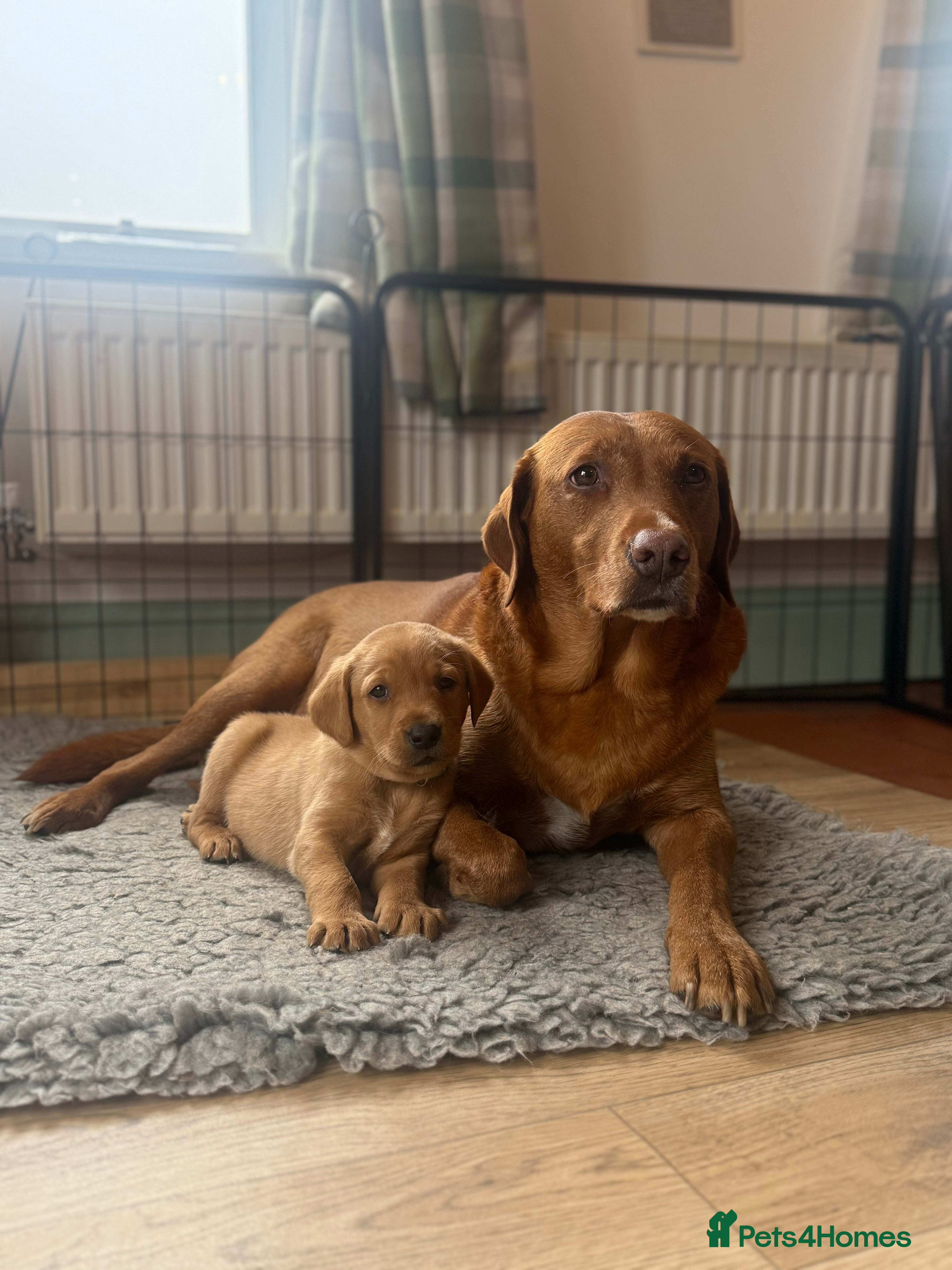 Labrador Retriever dogs 🐾🐶Beautiful KC Labrador puppies for sale🐶🐾 - Advert 2