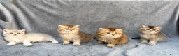 British Longhair cats for sale: ✨Pedigree British longhair golden chocolate lilac - Advert 9
