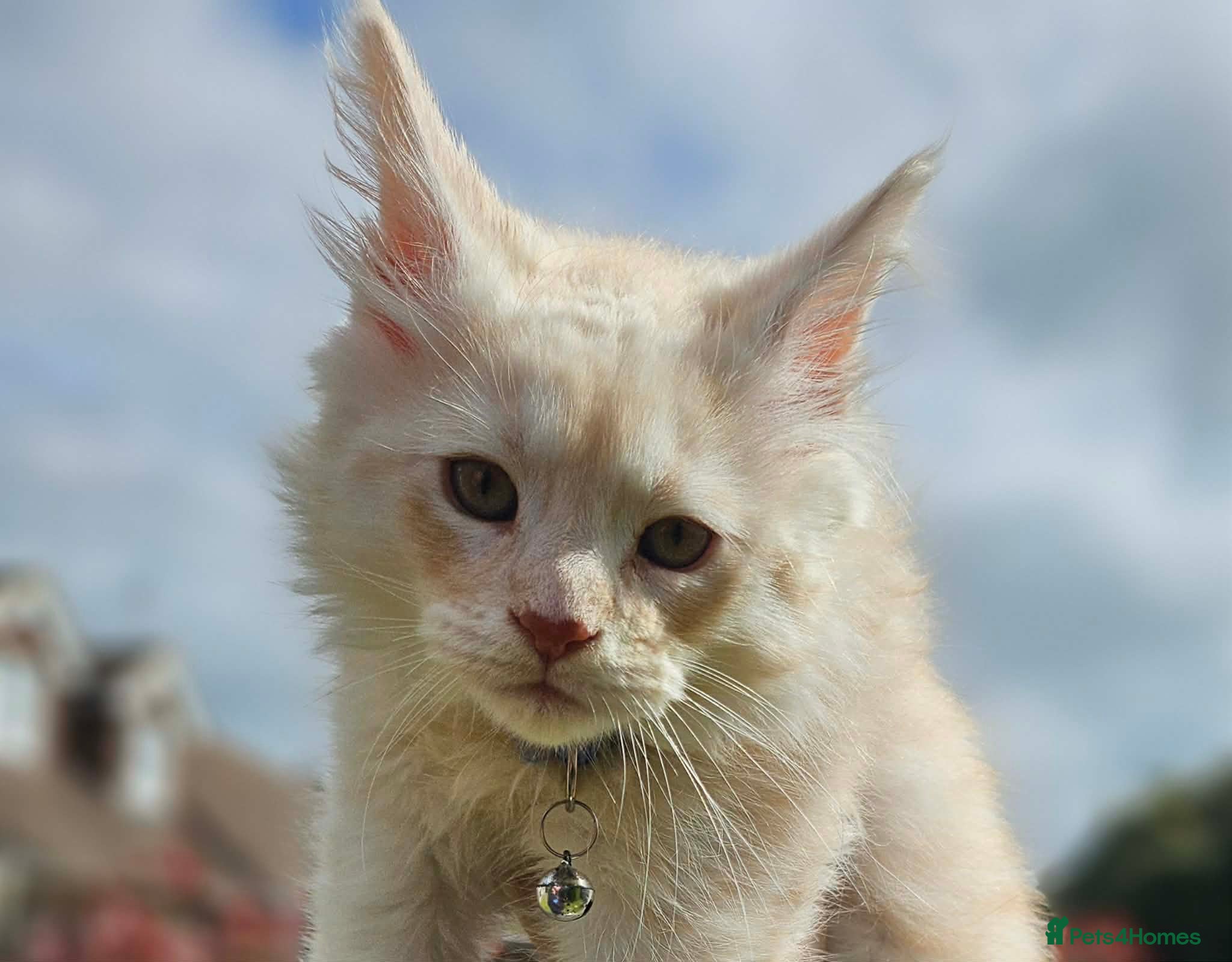 Maine Coon cats XXL Exceptional Pedigree Kittens Russian line - Advert 9