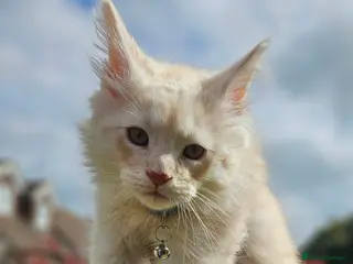 Maine Coon cats XXL Exceptional Pedigree Kittens Russian line - Advert 9