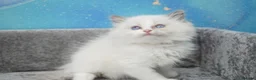 Ragdoll cats for sale: blue bicolour girls and boys available  - Advert 8