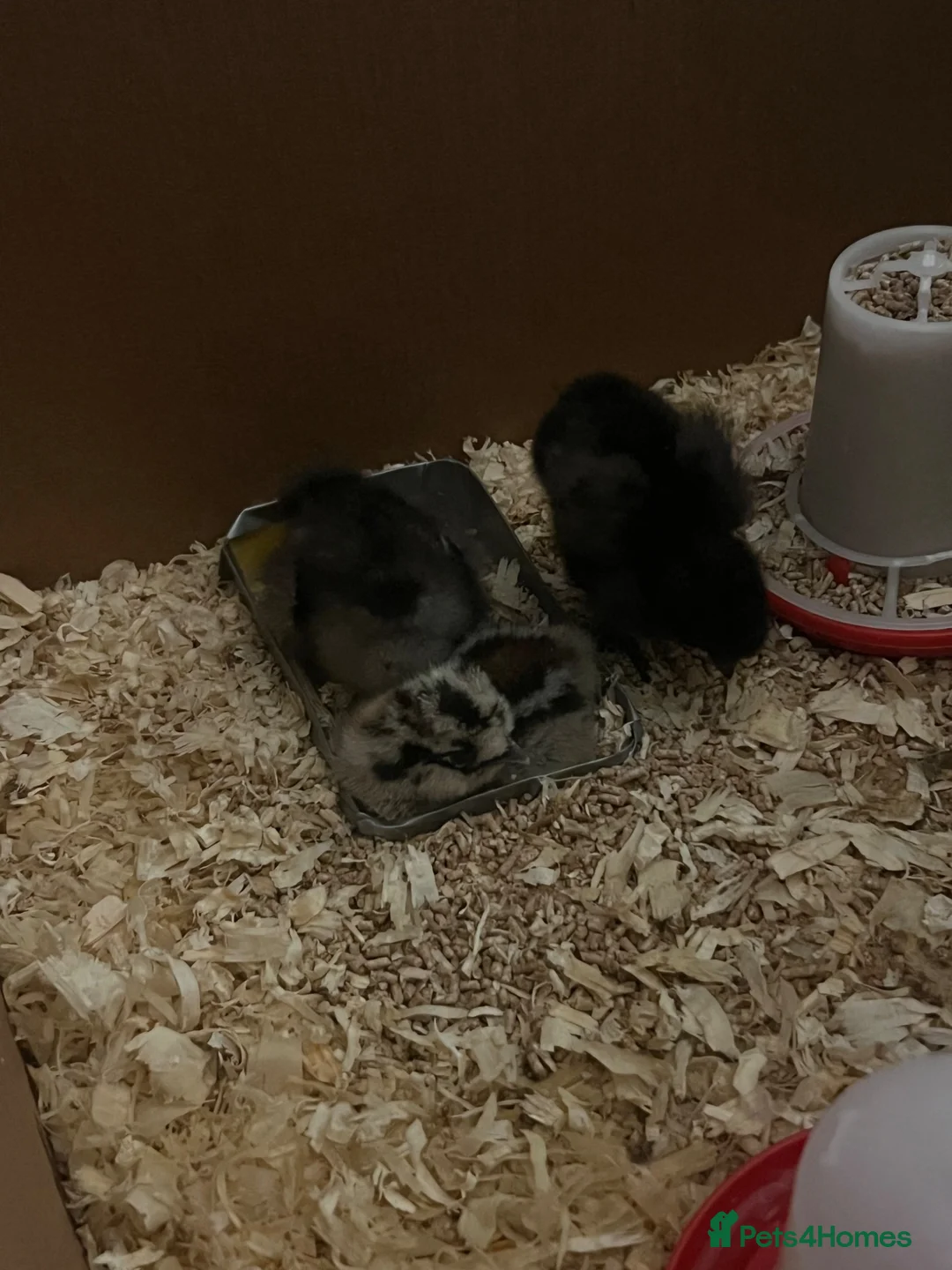 Chickens poultry for sale: Silkie bantam chicks  in Reading - Advert 4