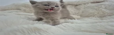 British Shorthair 3