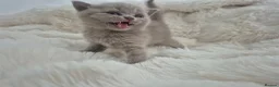 British Shorthair cats for sale: British shorthair pedigree kittens for sale  - Advert 8