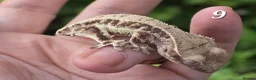 Gecko reptiles for sale: Various crested geckos - Advert 17