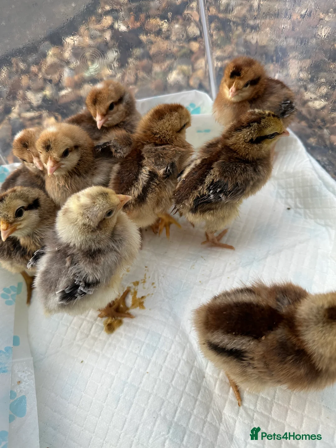 Chickens poultry for sale: Cream Legbar Chicks for Sale – Auto Sexed - Advert 2
