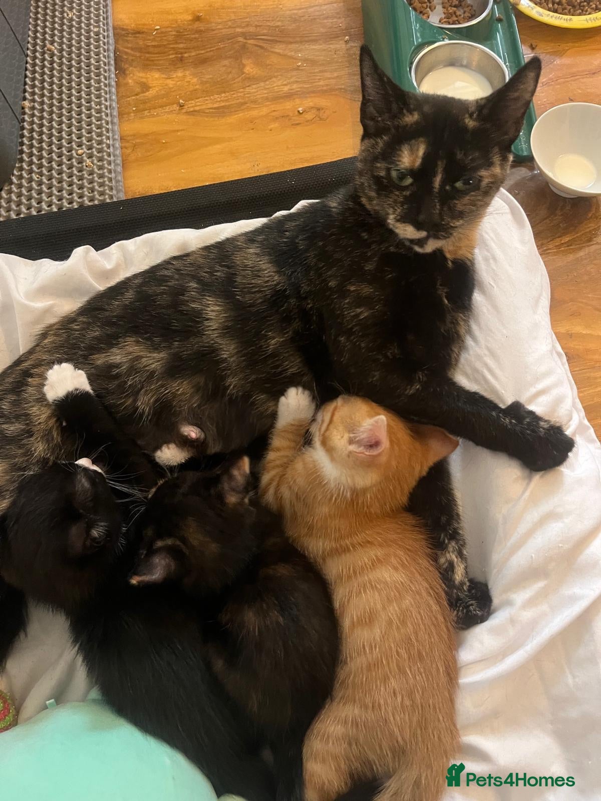 Mixed Breed cats 3 kittens for sale  - Advert 11