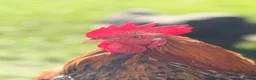 Chickens poultry for sale: Hatching eggs Pekin bantams & silkie  - Advert 7