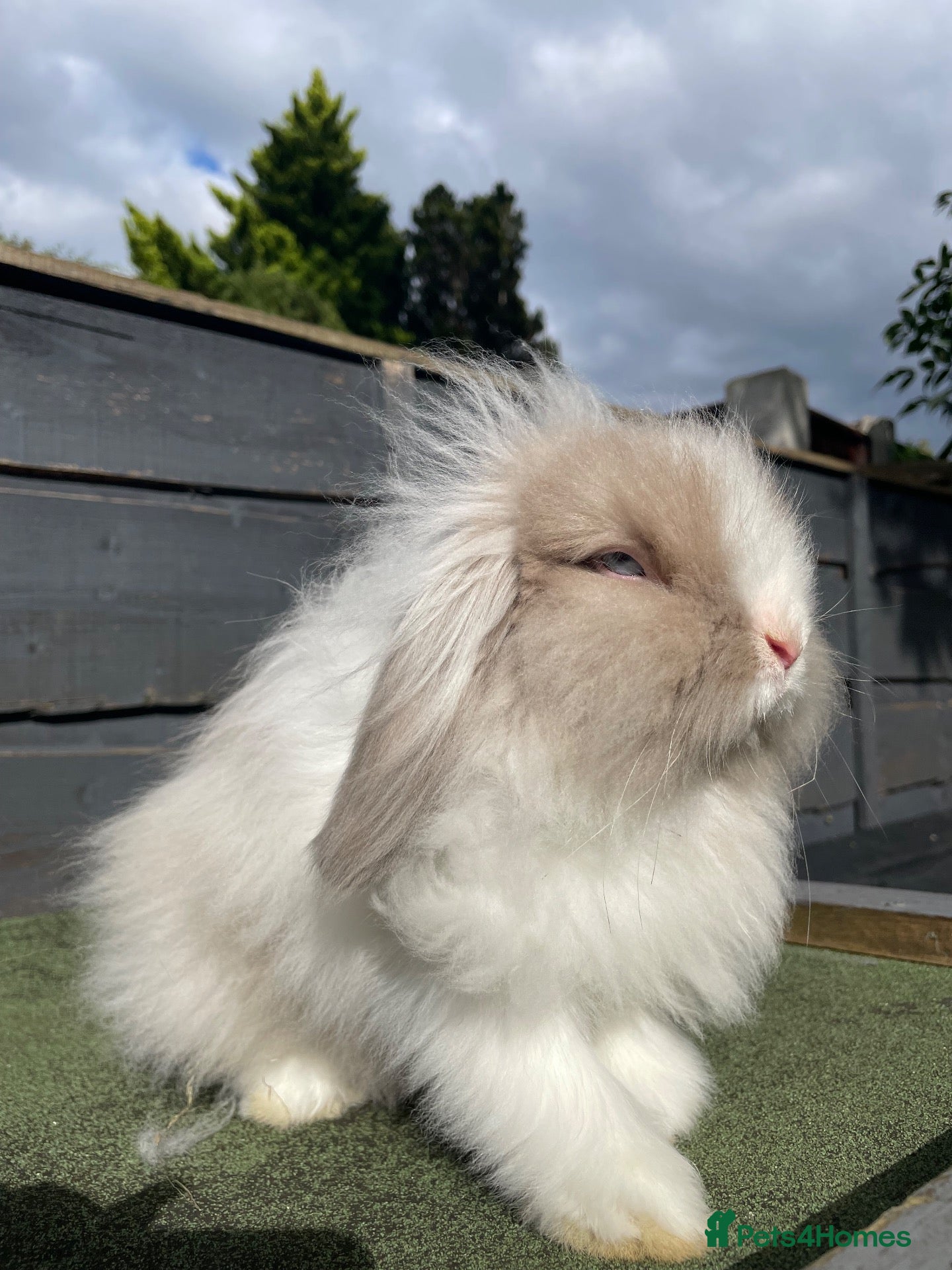 Mini Lion Lop rabbits 3 Beautiful Mini Lion Lop Boys - Advert 8