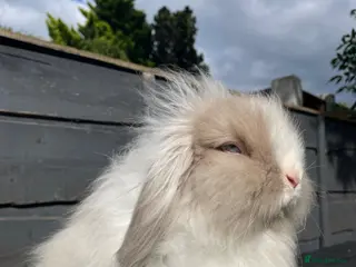 Mini Lion Lop rabbits 3 Beautiful Mini Lion Lop Boys - Advert 15