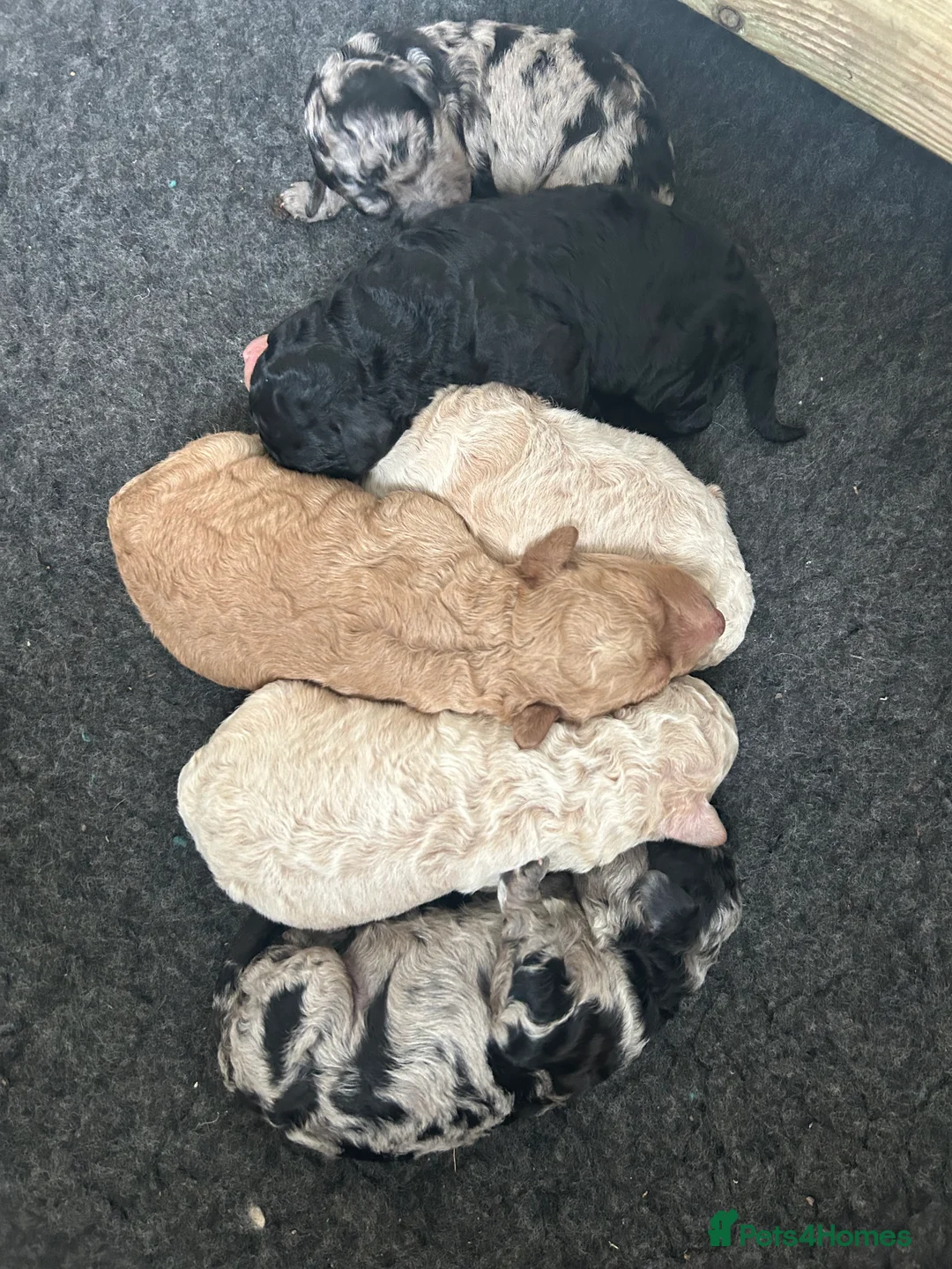 Goldendoodle dogs for sale: Stunning Goldendoodle Pups - Advert 9