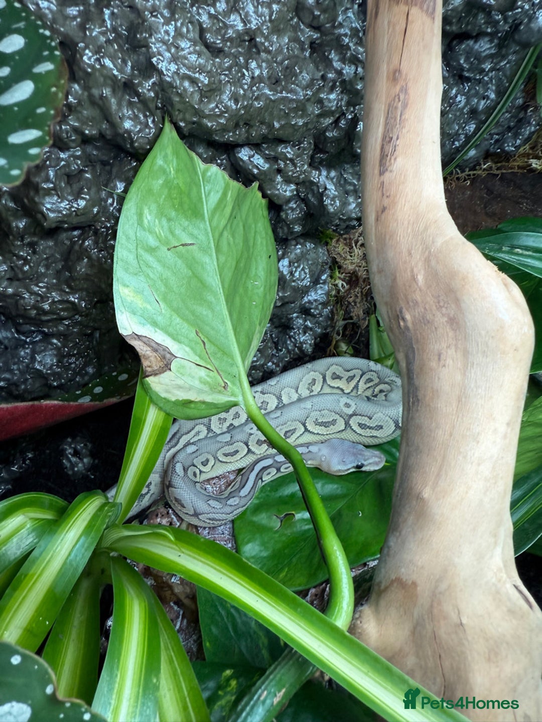 Python Snake reptiles for sale: Meet Mr Sprinkles - Image 2