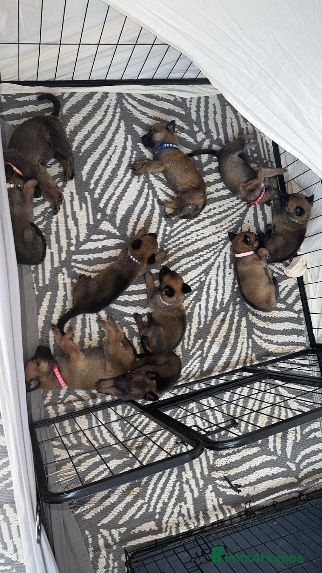 Mixed Breed dogs for sale: German Shepherd x Belgian Malinois - Image 3