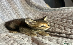 Russian Blue cats for sale: 6 beautiful kittens ❤️ - Image 13