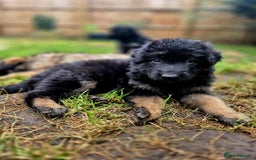 German Shepherd dogs for sale: German Shepherd Puppies - Image 20