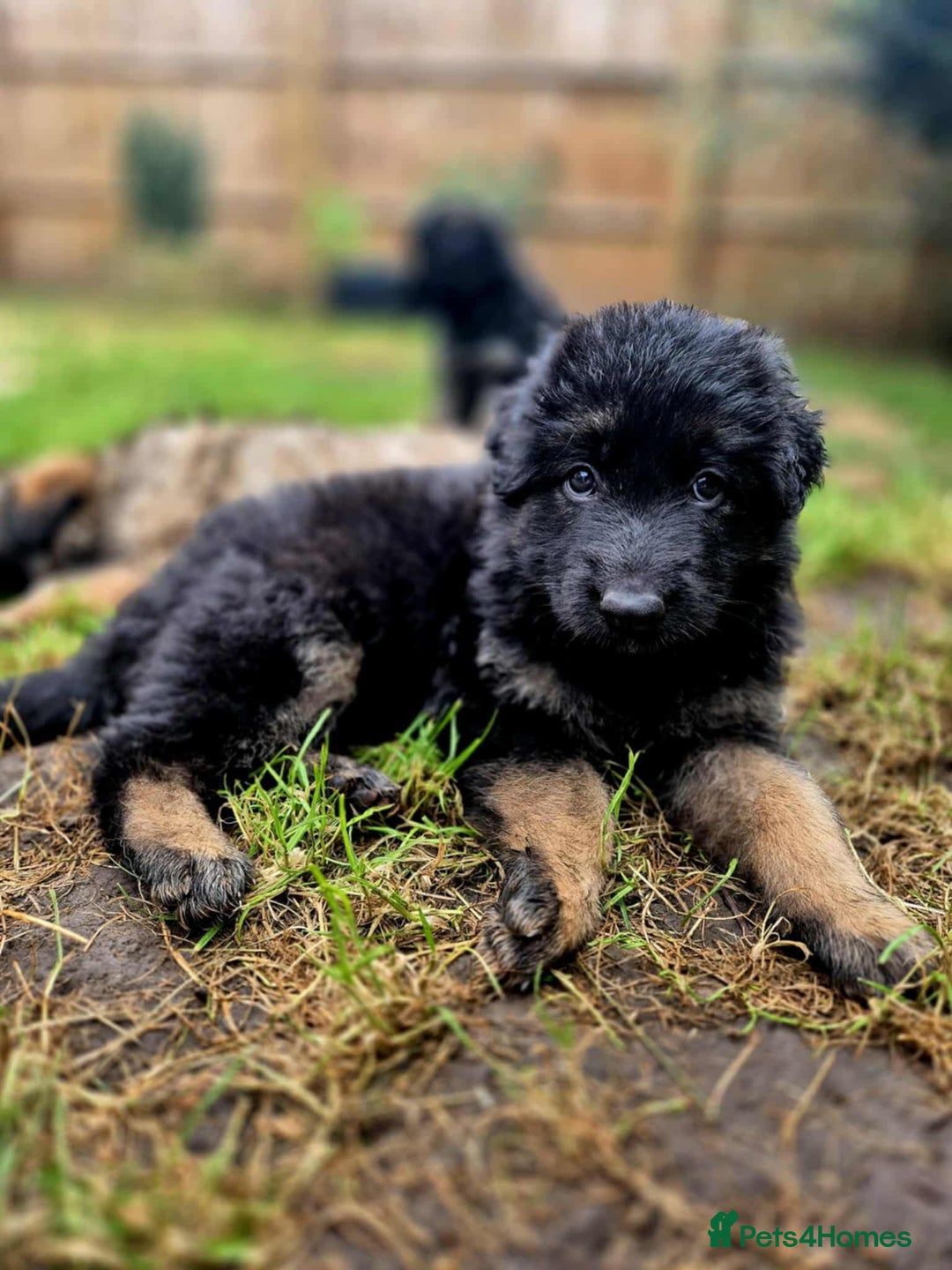 German Shepherd dogs for sale: German Shepherd Puppies - Image 20