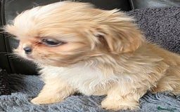 Shih Tzu dogs for sale: Ready now small/tiny Rare Brindle Imp Shih Tzu - Image 22