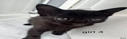 Mixed Breed cats for sale: 2 black kittens looking for their forever home in Coventry - Advert 5