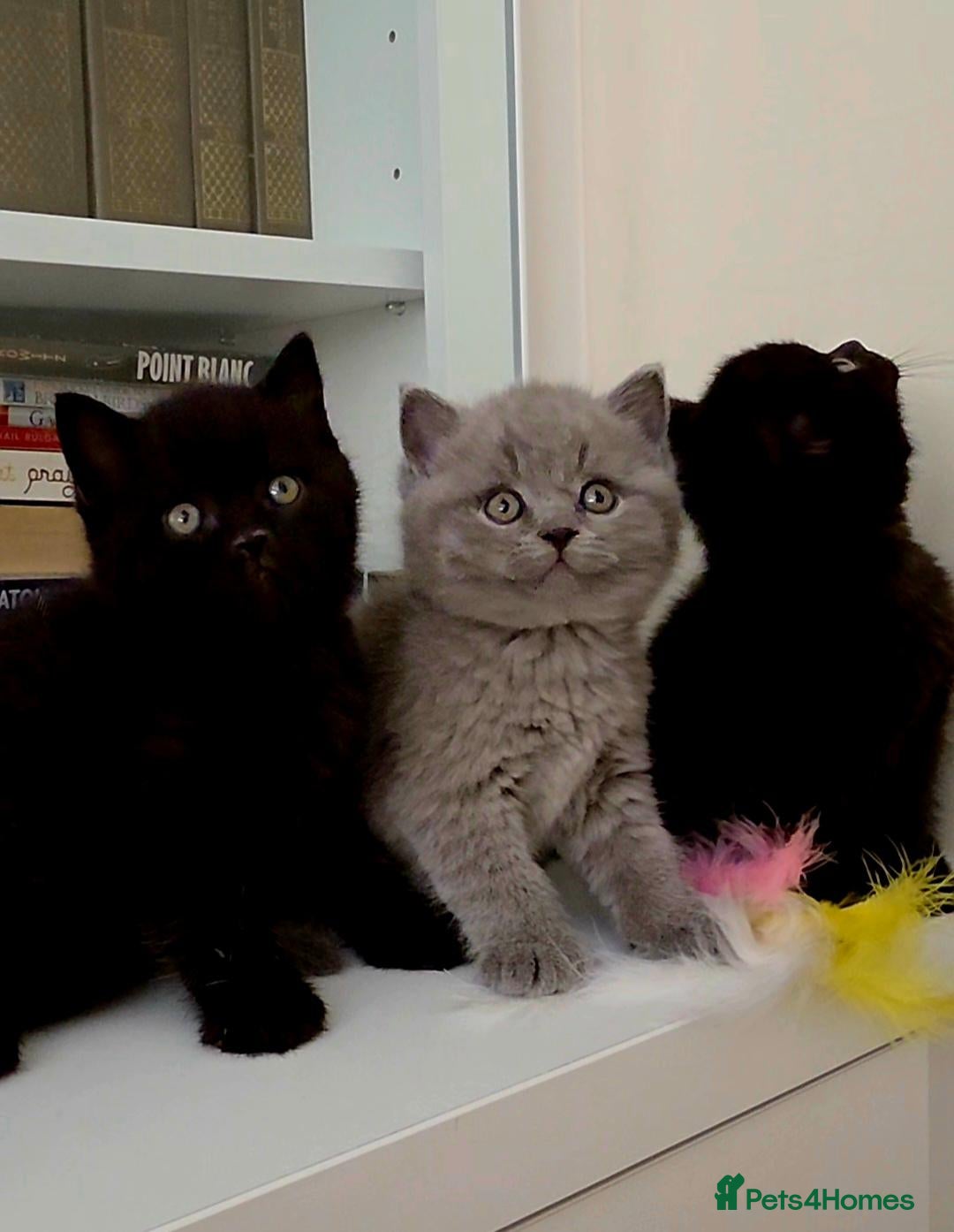 British Shorthair cats ✨Deeply Loved. Carefully Bred - Advert 1