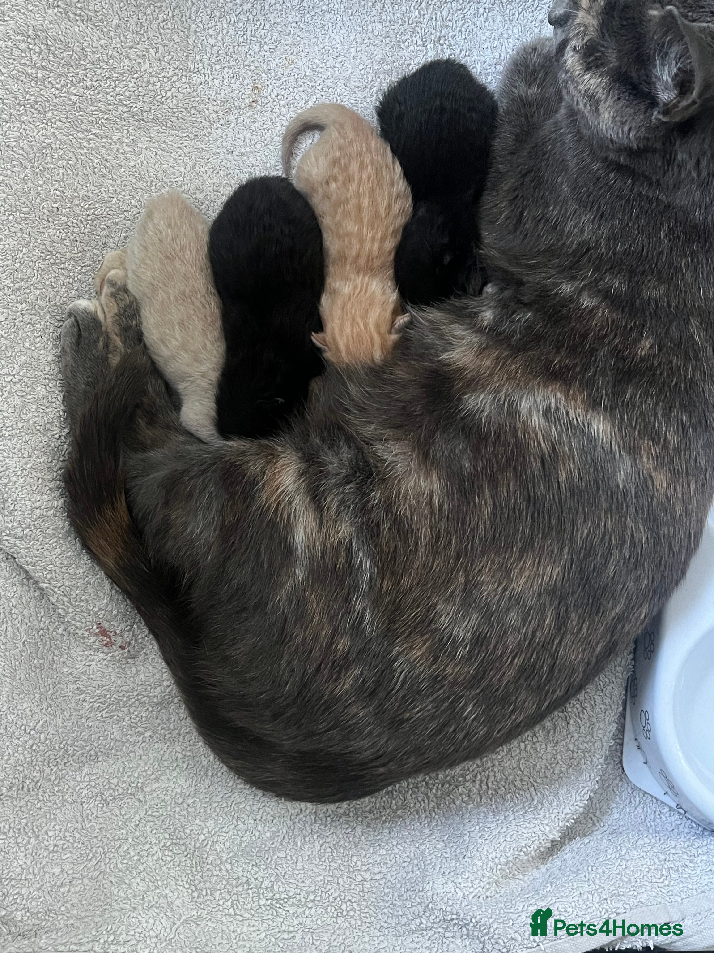 Domestic Shorthair cats 1 beautiful black kitten  - Advert 4