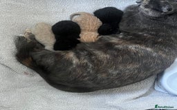 Domestic Shorthair cats for sale: 4 gorgeous kittens  - Image 1