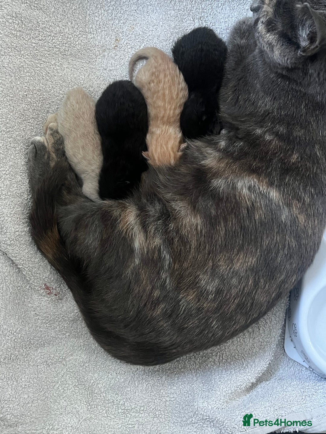 Domestic Shorthair cats for sale: 4 gorgeous kittens  - Image 1