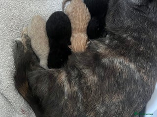 Domestic Shorthair cats - Advert 20