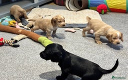 Cocker Spaniel dogs for sale: Beautiful show type puppies  - Image 29