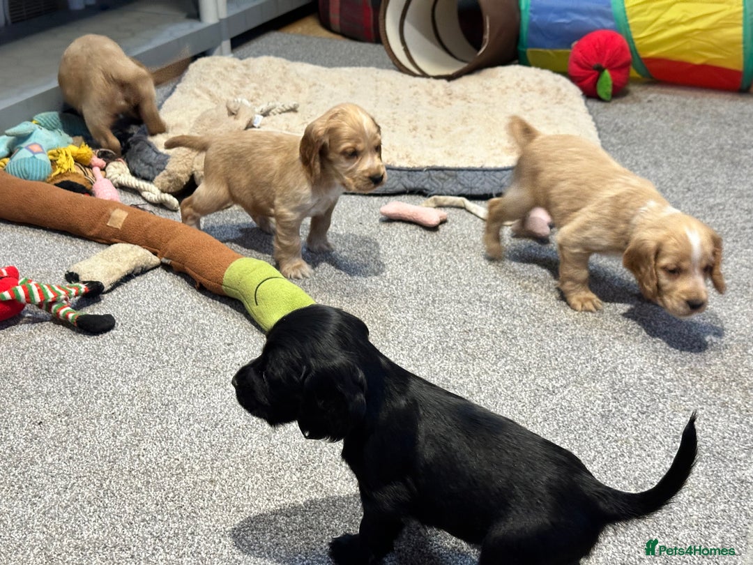 Cocker Spaniel dogs for sale: Beautiful show type puppies  - Image 29