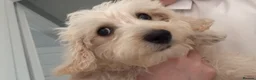 Westiepoo dogs for sale: Beautiful westiepoo boy  in Billingham - Advert 4
