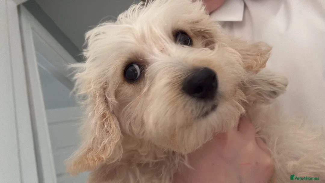 Westiepoo dogs for sale: Beautiful westiepoo boy  in Billingham - Advert 4