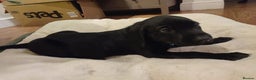 Labrador Retriever dogs for sale: Fully Health Tested Outstanding KC Reg Puppies - Advert 4