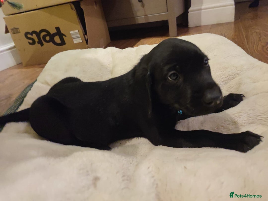 Labrador Retriever dogs for sale: Fully Health Tested Outstanding KC Reg Puppies - Advert 4