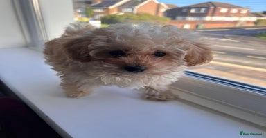 Toy Poodle dogs Toy Poodle (1boy & 1girl left to find their home) - Advert 8
