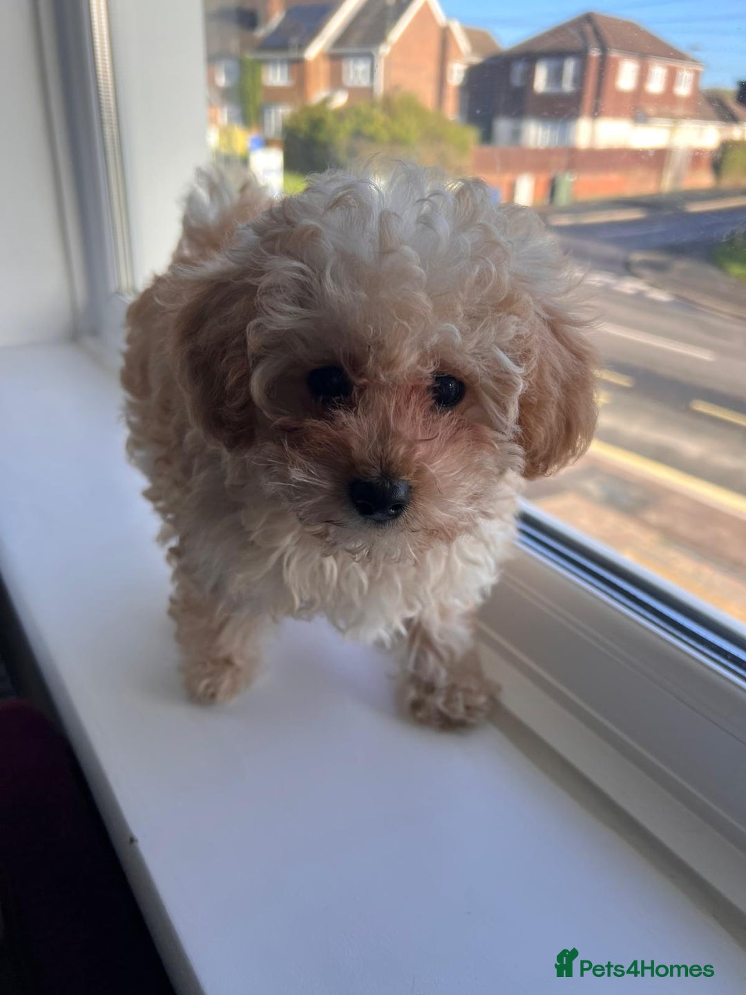Toy Poodle dogs for sale: Toy Poodle (1 boy left to find their home) - Advert 36