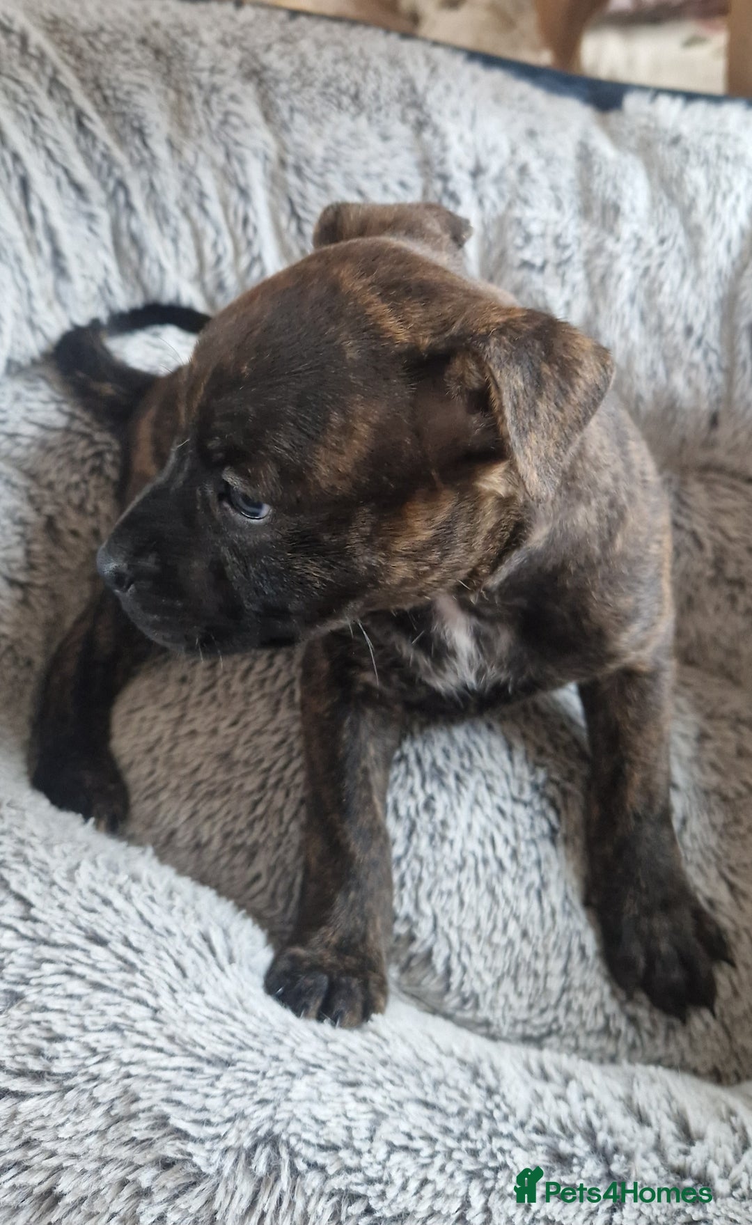 Staffordshire Bull Terrier dogs for sale: Staffordshire bull terrier pups - Image 8