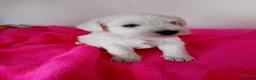 Miniature Schnauzer dogs for sale: KC Registered Miniature Shnauzers  in Preston - Advert 7