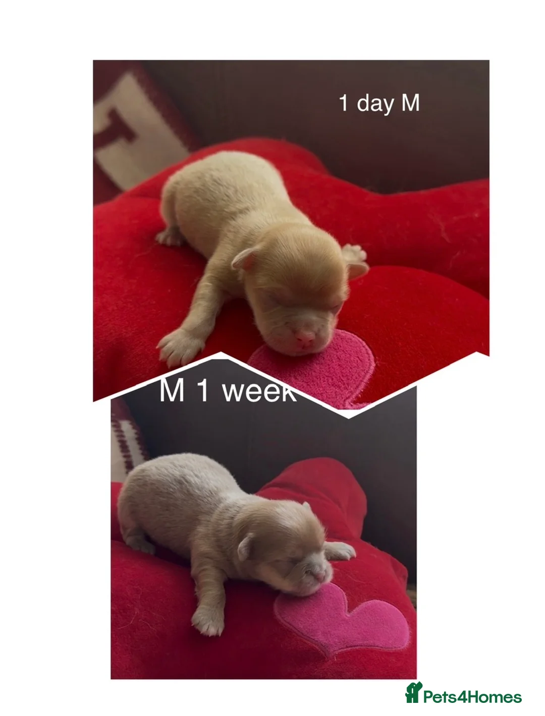 Chihuahua dogs for sale: Chihuahua puppies 🐶  - Advert 31