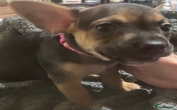 Mixed Breed dogs for sale: 6 French bulldog x jack russel pups for sale - Image 8
