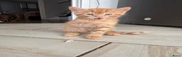 Mixed Breed cats for sale: 3 Playful & Sociable Ginger Kittens   - Advert 12