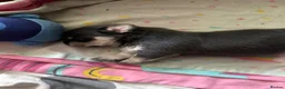 Chihuahua dogs for sale: Lovely Blue Tri Girl  - Advert 2