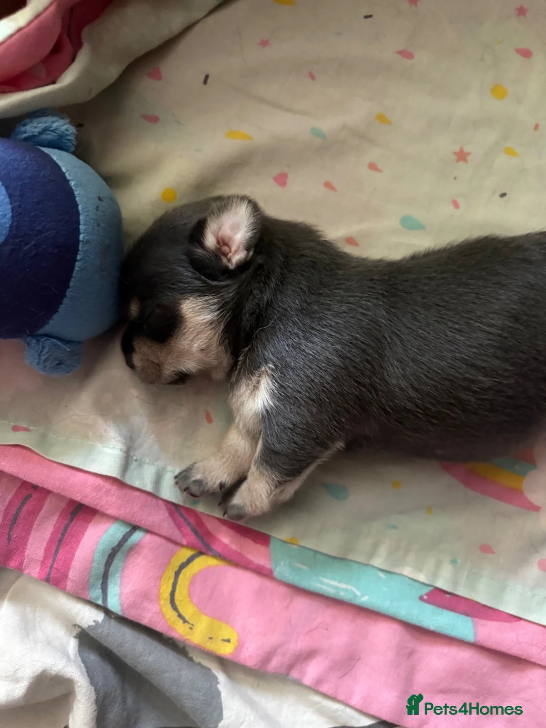 Chihuahua dogs for sale: Lovely Blue Tri Girl  - Advert 2