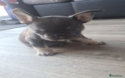 French Bulldog dogs for sale: adorable litter of french bulldogs - Image 10